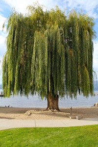 laketree