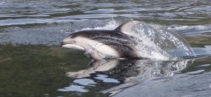 pacificwhitesidedreflection