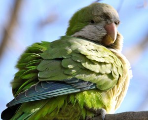 spanishparrot